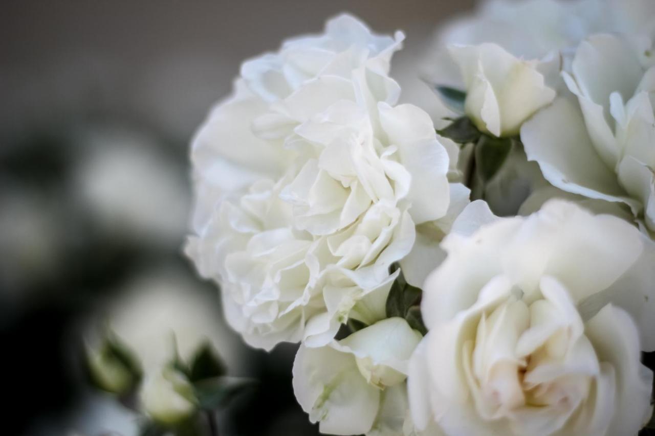Millefiori La Corte Delle Rose Rovigo Ngoại thất bức ảnh